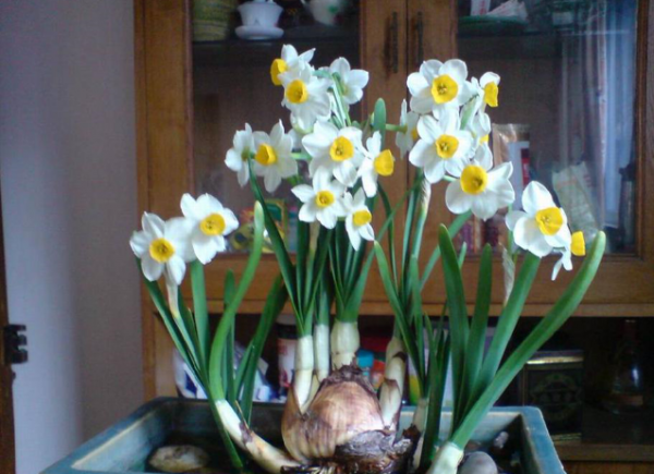 水仙花是什么颜色