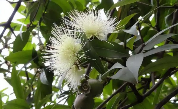 蒲桃为什么没人吃