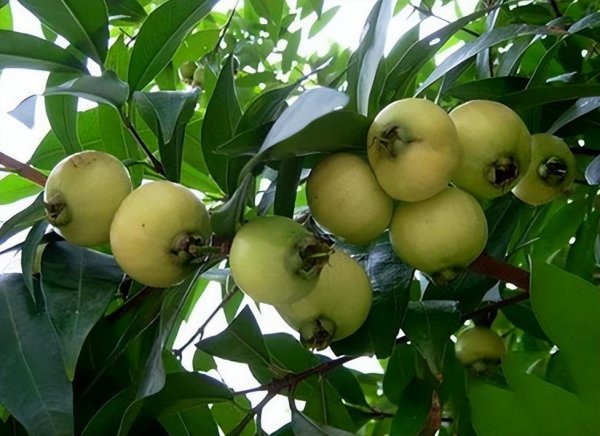 蒲桃为什么没人吃