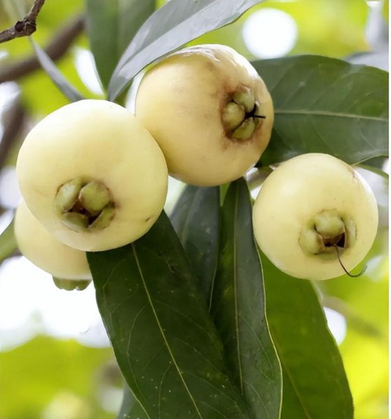 蒲桃为什么没人吃