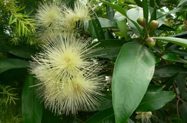 蒲桃为什么没人吃