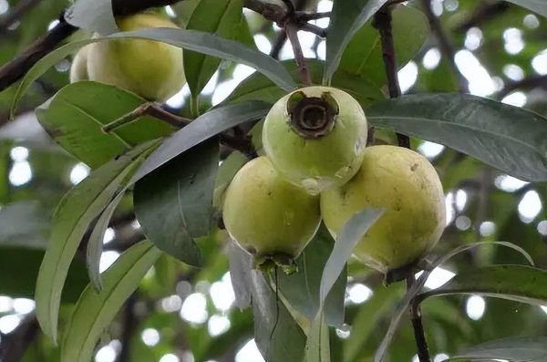 蒲桃为什么没人吃