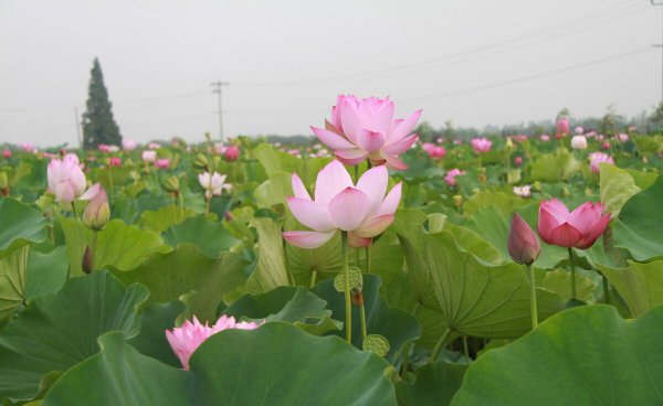 四季月份正确的分法