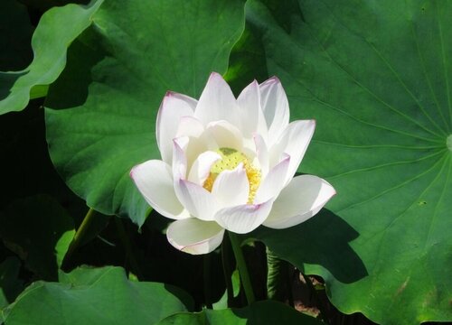 白莲花的花语是什么意思