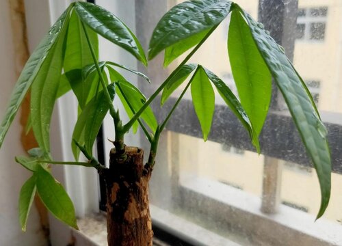 发财树的叶子长出来一直耷拉着