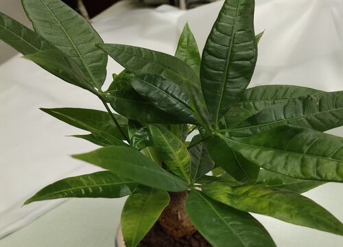 发财树的叶子长出来一直耷拉着