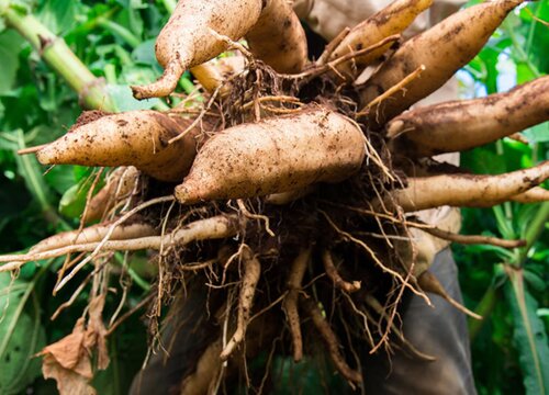 雪莲什么时候成熟