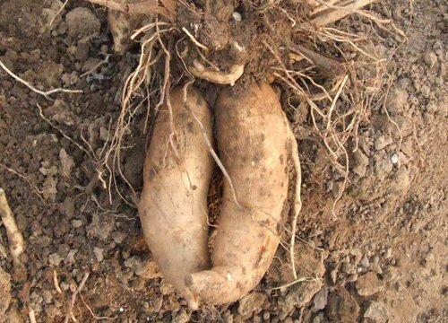 雪莲什么时候成熟