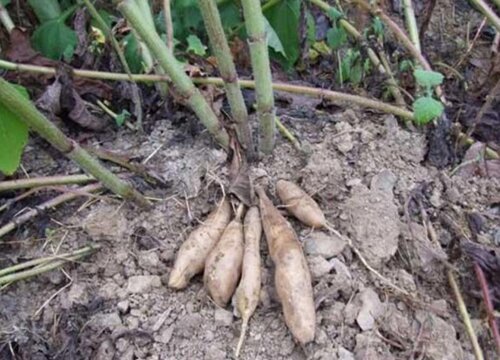 雪莲什么时候成熟