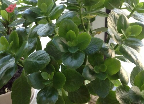 长寿花叶片发黄发烂要怎么处理