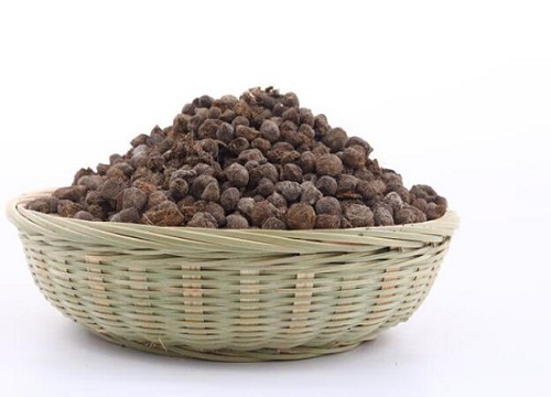 羊粪如何养文竹新芽总是蹿不停