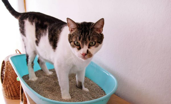 养猫家里臭味怎么去除