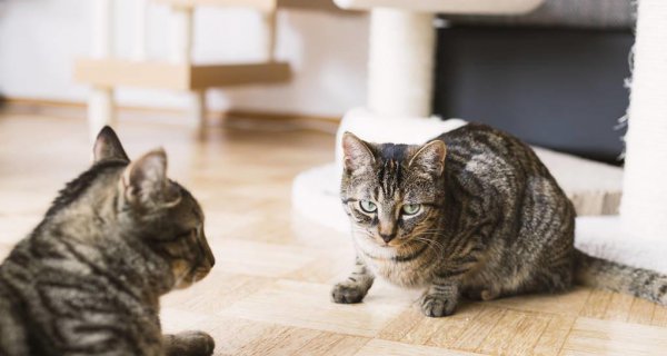 养猫家里臭味怎么去除