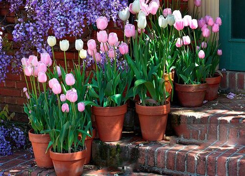 不能养在卧室的年宵花