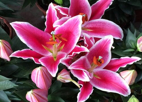 不能养在卧室的年宵花