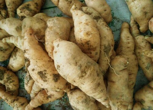 地黄根长什么样子图片