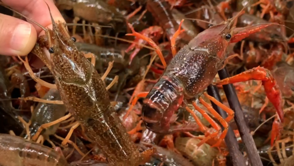 龙虾尾怎么清洗和处理