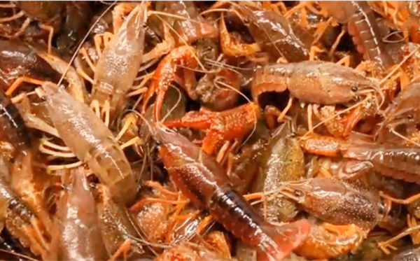 龙虾尾怎么清洗和处理