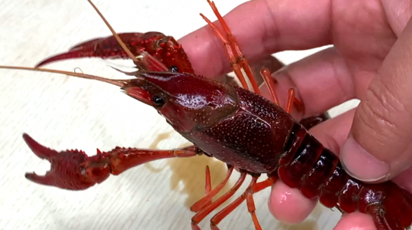 龙虾尾怎么清洗和处理