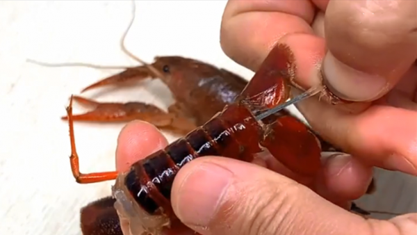 龙虾尾怎么清洗和处理