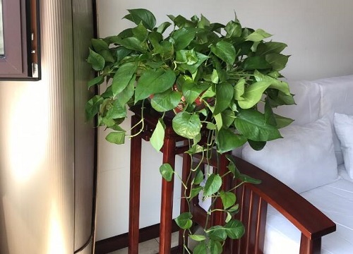 绿萝怎么养才能长满屋