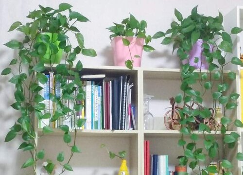 绿萝怎么养才能长满屋