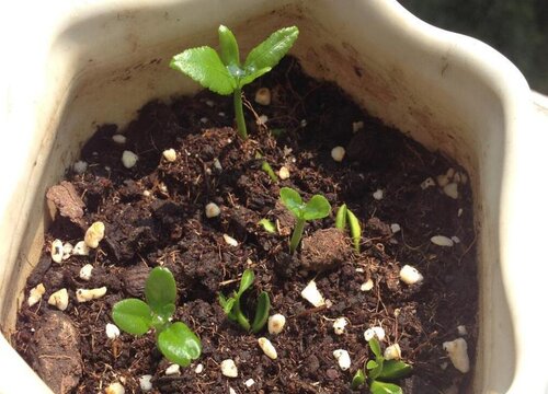 柠檬籽怎么发芽快