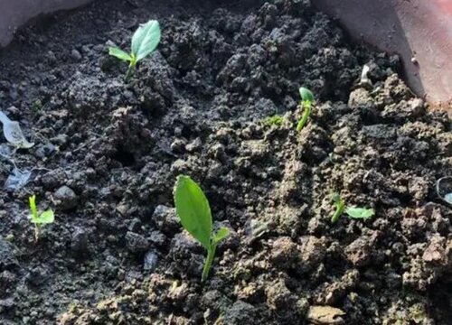 柠檬籽怎么发芽快