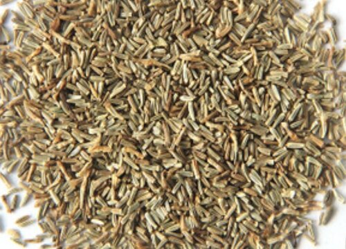 大滨菊种子什么时候播种最好