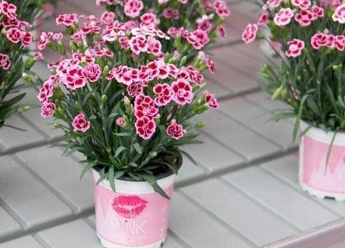 石竹喜阴还是喜阳光的植物