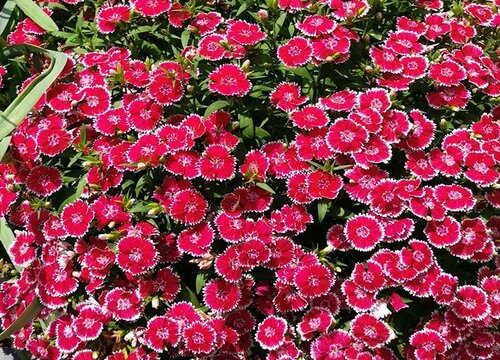 石竹喜阴还是喜阳光的植物