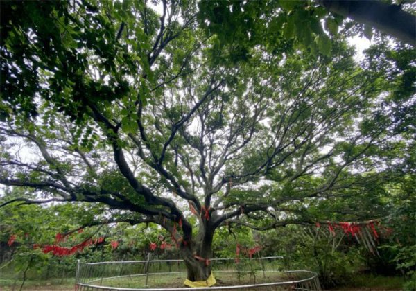 菩提树的寓意和象征风水