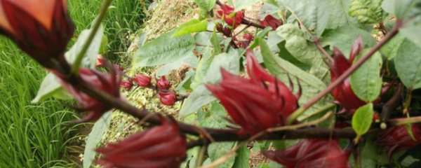 红桃k适合什么季节播种