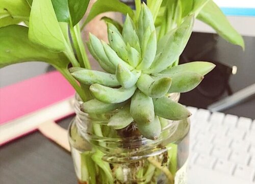 千佛手可以水培吗