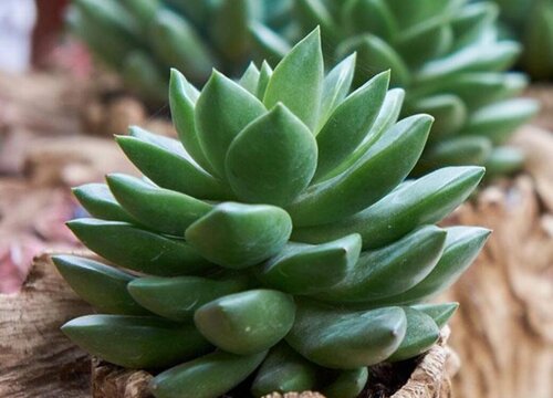 千佛手可以水培吗