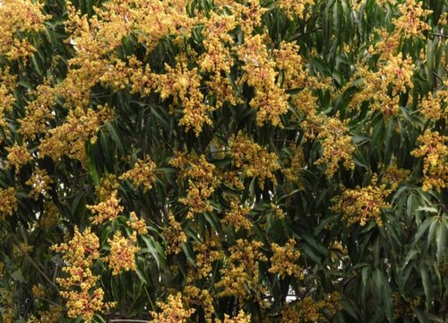 芒果花期是什么时候