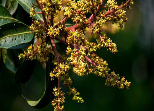 芒果花期是什么时候