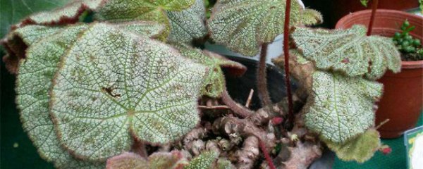 毛叶秋海棠的养殖方法