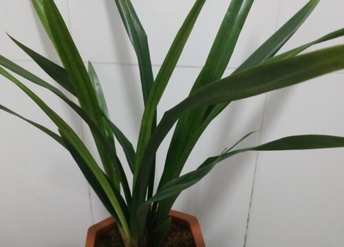 兰花养护中需要做到的一控一加湿