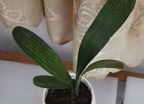 夏季养君子兰防烂根方法