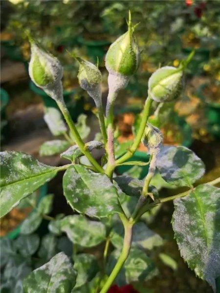 月季花长白霜用什么药