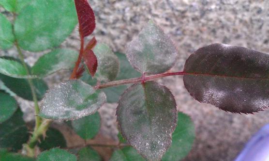 月季花长白霜用什么药