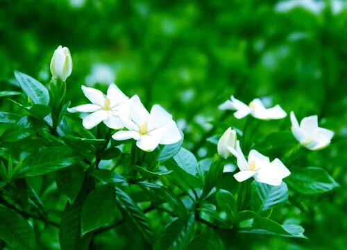 如何把栀子花养好下次开花更多