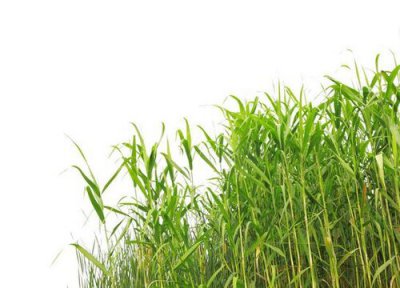 芦苇有种子吗 靠什么传播种子