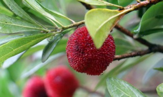 吞杨梅核有什么好处 吞杨梅核有哪些益处呢