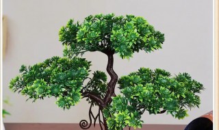 客厅摆放迎客松树适合吗 迎客松适合放客厅吗