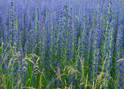 代表救赎的花 花语救赎与希望的花卉植物