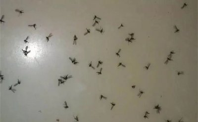 夏天的小飞虫怎么能消除它 几个小方法杀灭害虫没烦恼