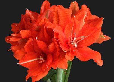 朱砂根叶子发黄是什么原因 朱顶红叶片软又黄是什么原因