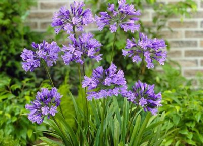 百子莲一年开几次花 花期多长时间